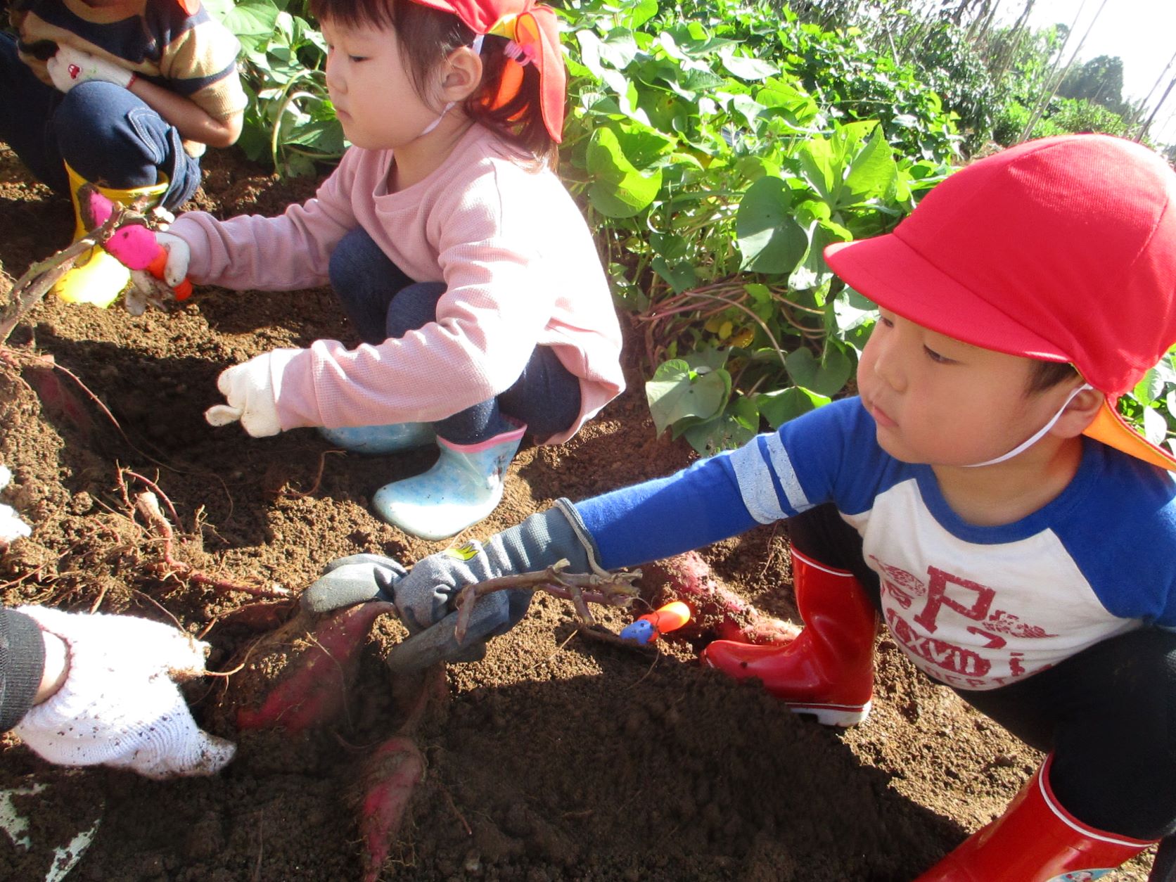 9月の行事！「芋掘り🍠」