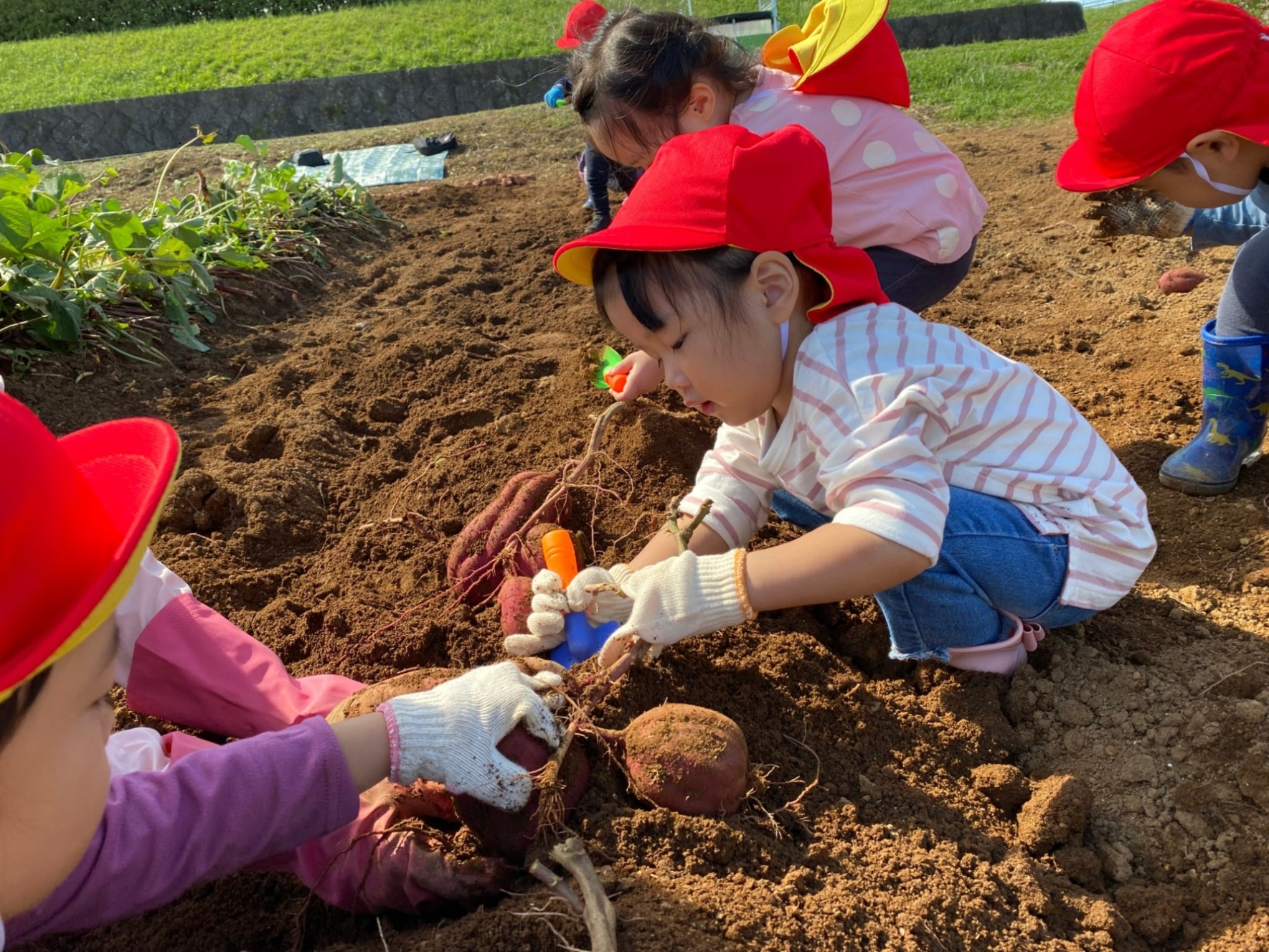 9月の行事「芋掘り🥔」