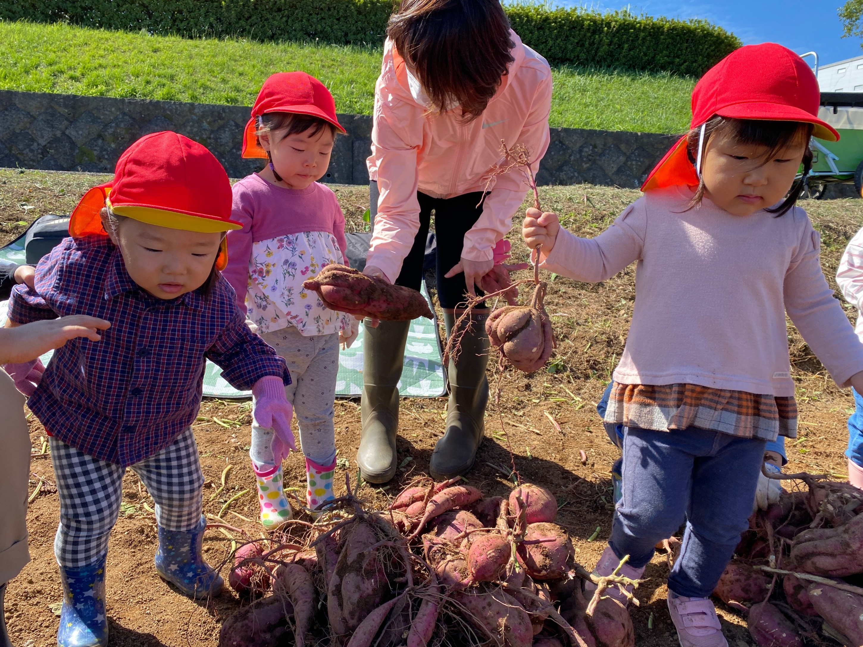 9月の行事「芋掘り🥔」